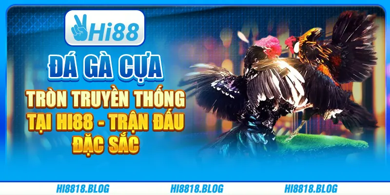 Đá Gà Cựa Tròn Truyền Thống Tại Hi88 - Trận Đấu Đặc Sắc