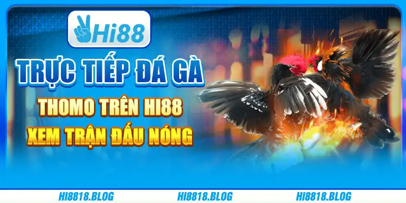 Cược Trực Tiếp Đá Gà Thomo Trên Hi88 - Xem Trận Đấu Nóng